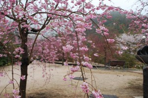 20150402雨の日も杜の遊歩道　桜編　シダレザクラ (2)